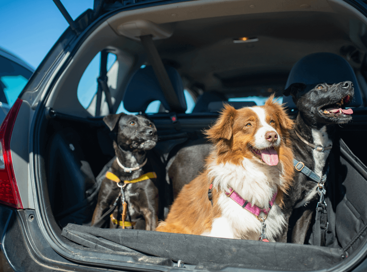 Are Robotic Mowers Safe for Pets and Children?
